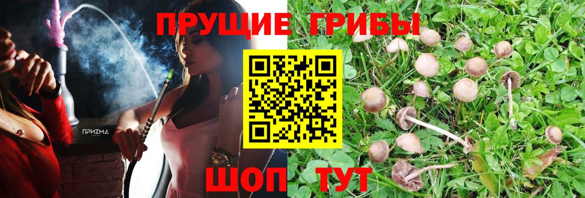Псилоцибиновые грибы Psilocybe Уссурийск